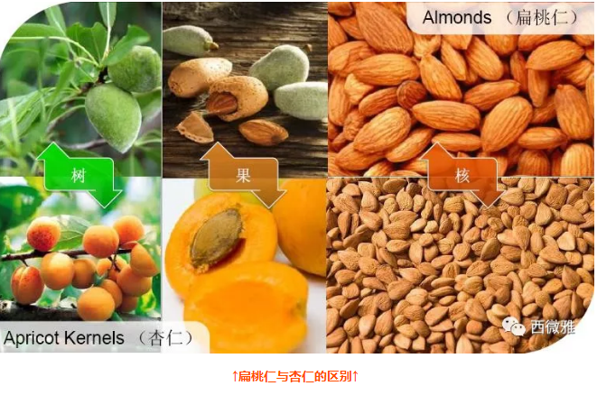 貴族堅(jiān)果-加州扁桃仁(圖3)