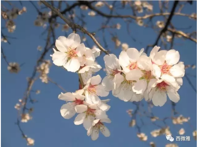 貴族堅(jiān)果-加州扁桃仁(圖4)