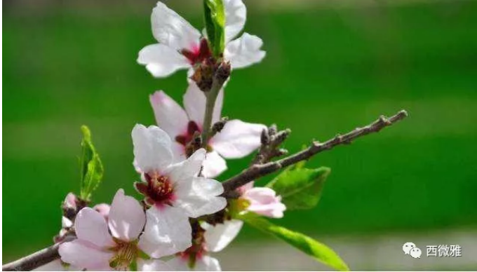 貴族堅(jiān)果-加州扁桃仁(圖5)