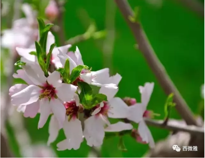 貴族堅(jiān)果-加州扁桃仁(圖6)