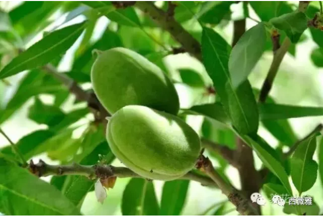 貴族堅(jiān)果-加州扁桃仁(圖7)