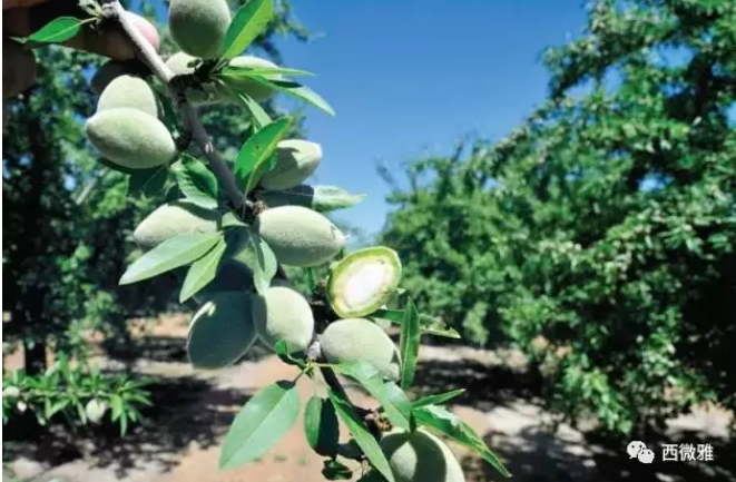 貴族堅(jiān)果-加州扁桃仁(圖8)