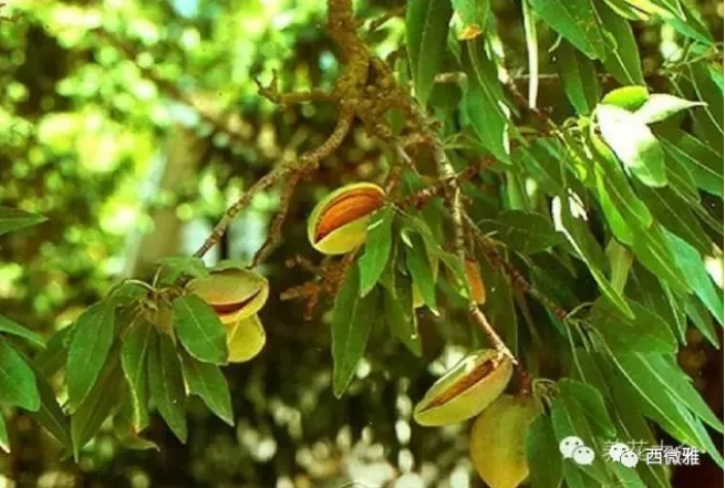 貴族堅(jiān)果-加州扁桃仁(圖9)