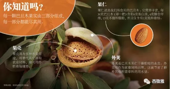 貴族堅(jiān)果-加州扁桃仁(圖12)