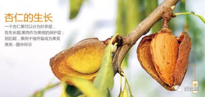 貴族堅(jiān)果-加州扁桃仁(圖13)