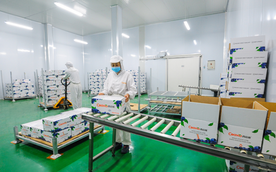 藍(lán)莓干生產(chǎn)廠家—西微雅鑄造匠心藍(lán)莓干(圖9) 藍(lán)莓干生產(chǎn)廠家—西微雅鑄造匠心藍(lán)莓干(圖9)