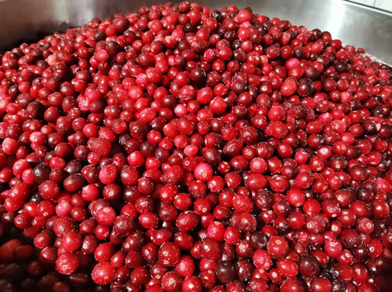 蔓越莓干批發(fā)廠家國內(nèi)如何生產(chǎn)蔓越莓干(圖3) 蔓越莓干批發(fā)廠家國內(nèi)如何生產(chǎn)蔓越莓干(圖3)