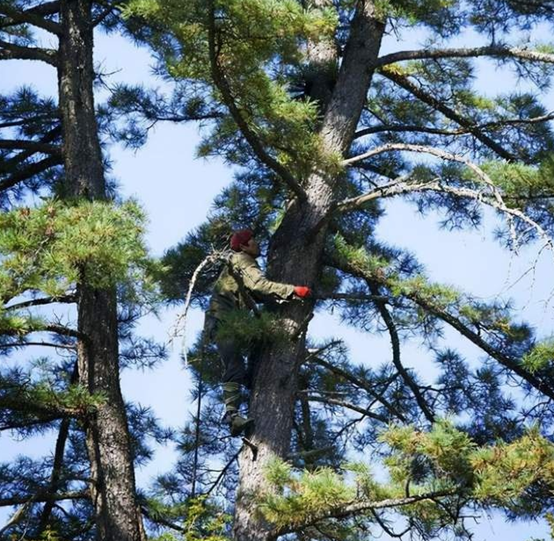 為何松子仁市場批發(fā)價上漲，松子仁的功效與作用(圖4)
